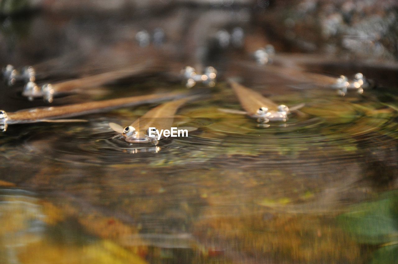 CLOSE-UP OF BIRDS SWIMMING IN LAKE