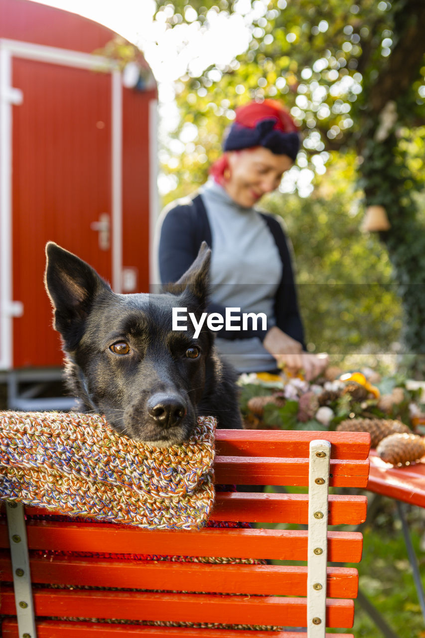 Portrait of black dog in the garden with owner in the background