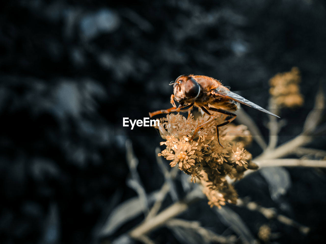 Close-up of insect on plant