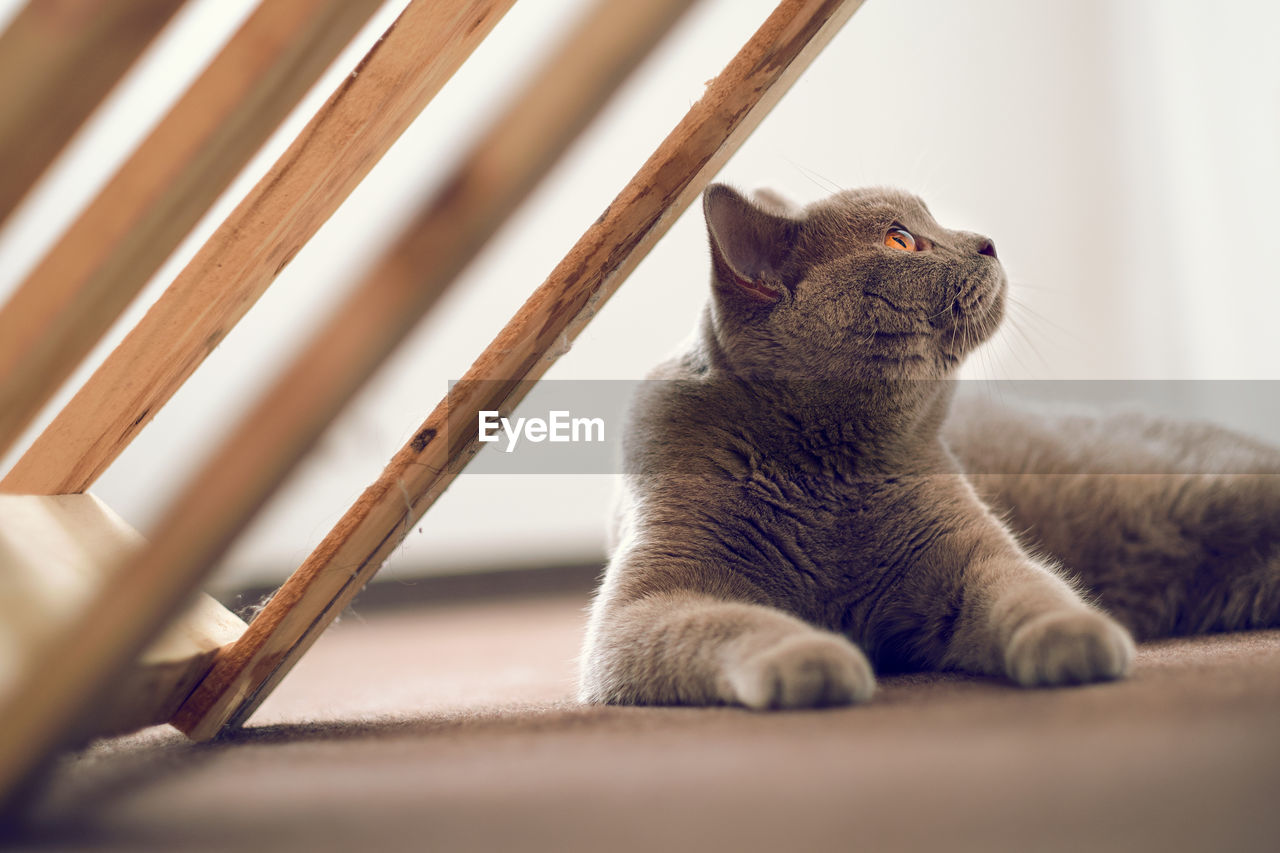 Close-up of a cat lying on floor