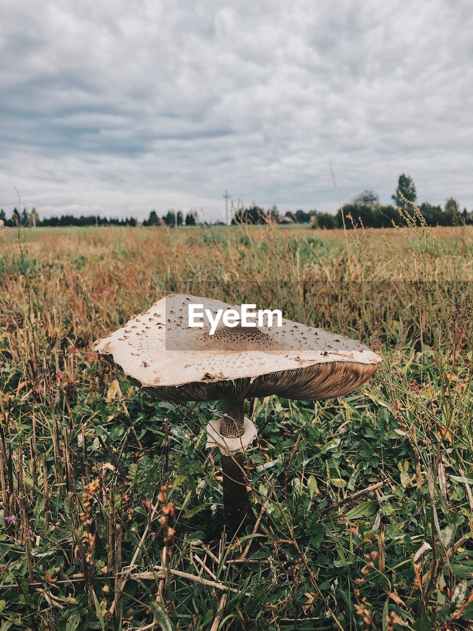 CLOSE-UP OF MUSHROOMS GROWING ON FIELD AGAINST SKY