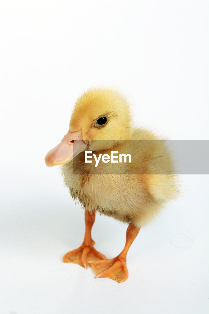 Baby cute duck on white background