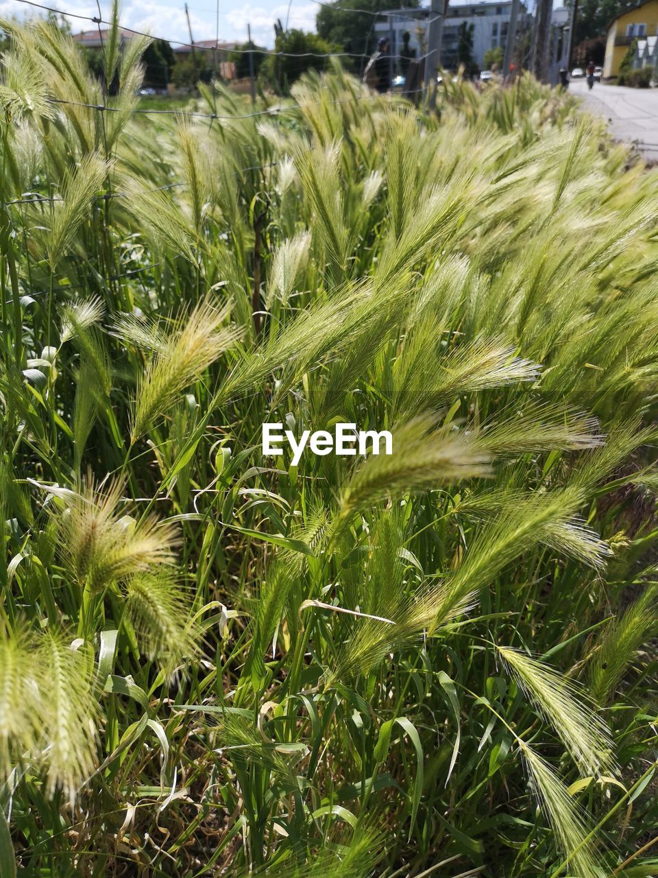 CLOSE-UP OF CORN FIELD