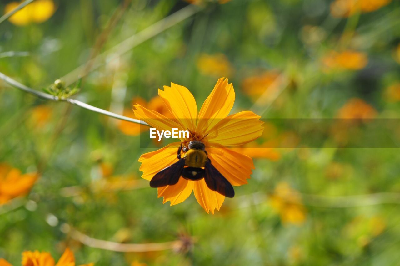 CLOSE-UP OF HONEY BEE POLLINATING ON FLOWER