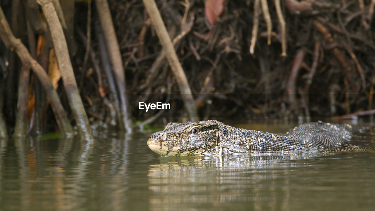 VIEW OF A TURTLE IN LAKE