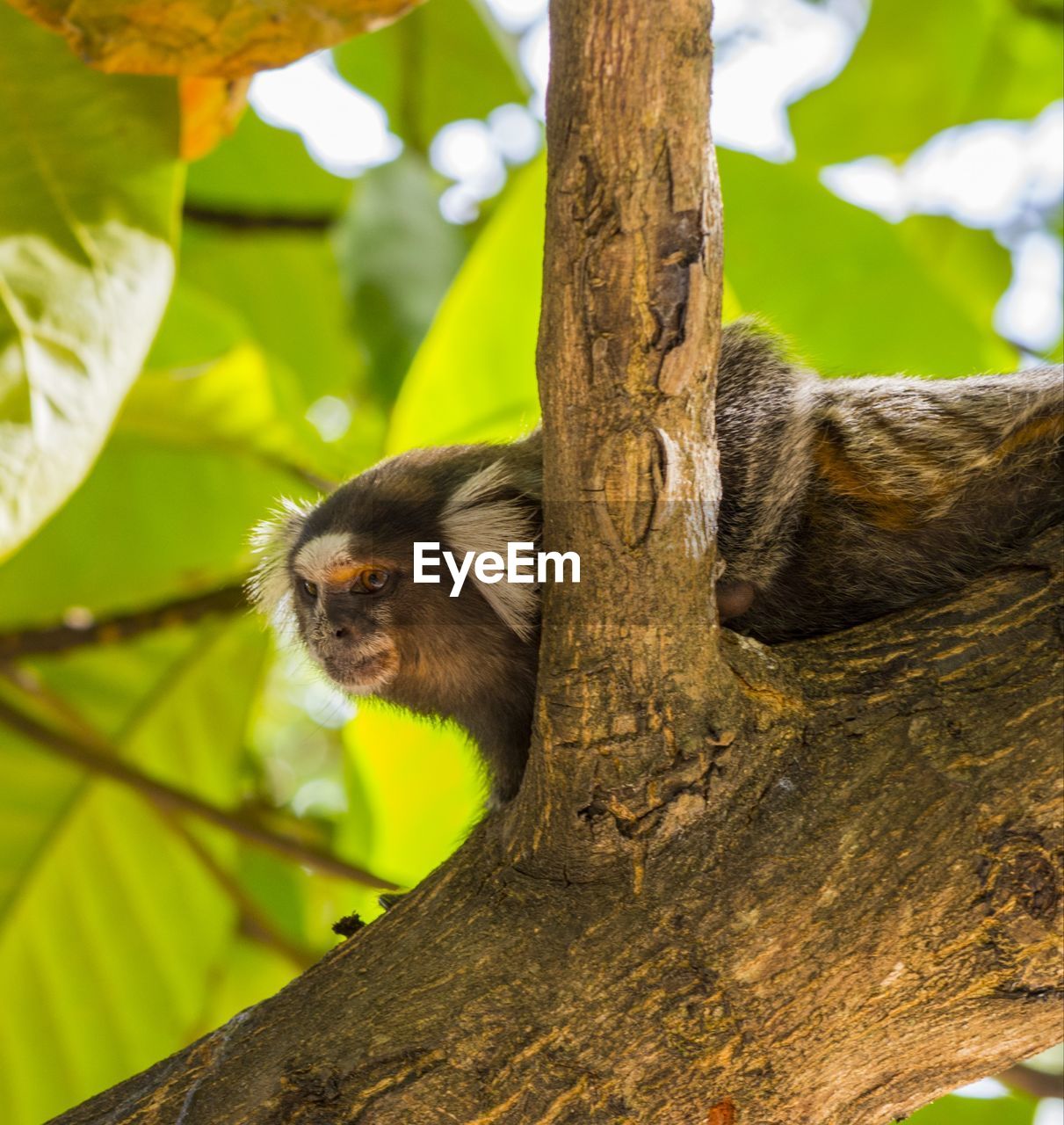 Low angle view of monkey on tree