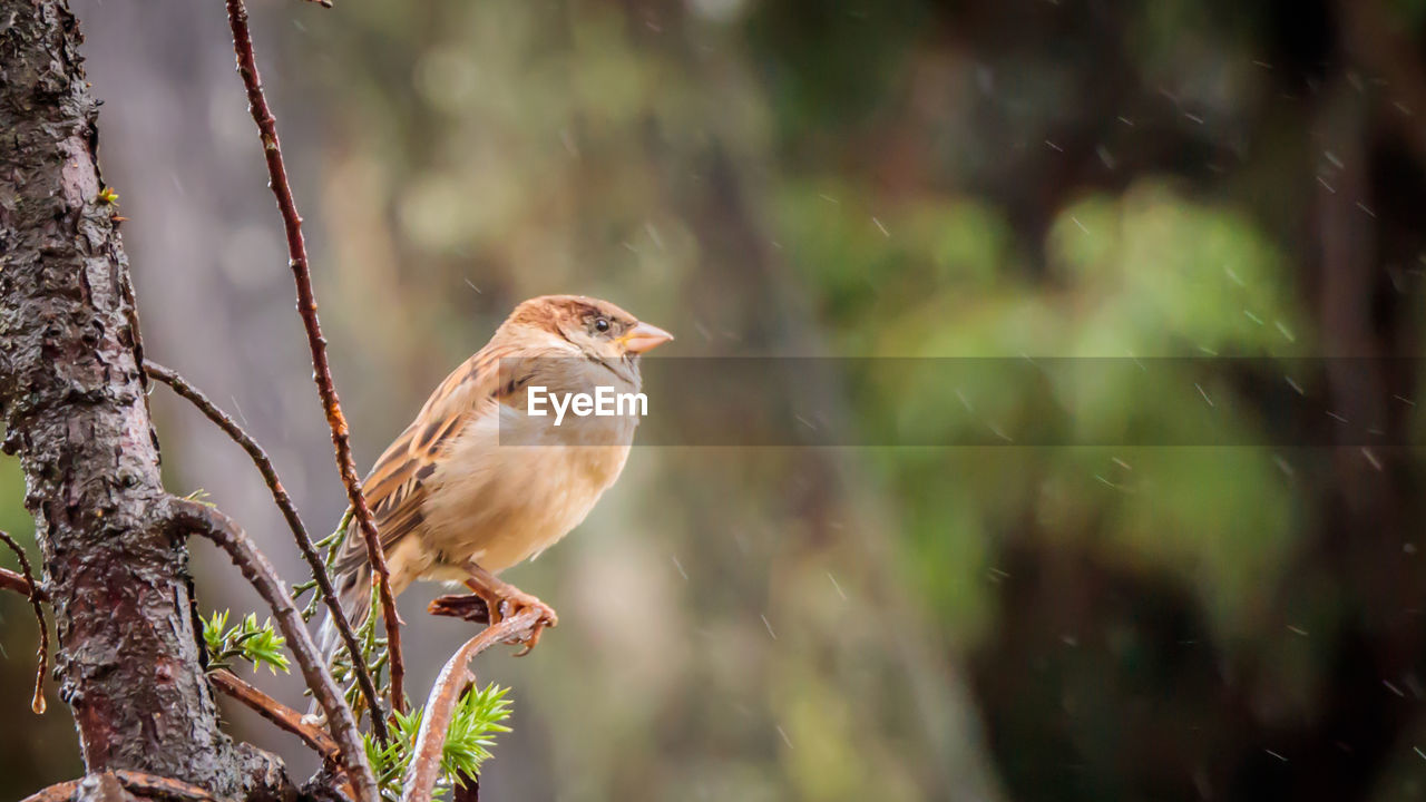 Close-up of bird perching on tree