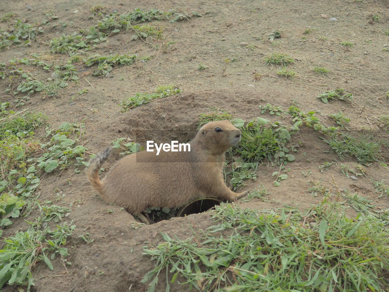 HIGH ANGLE VIEW OF RABBIT ON GROUND