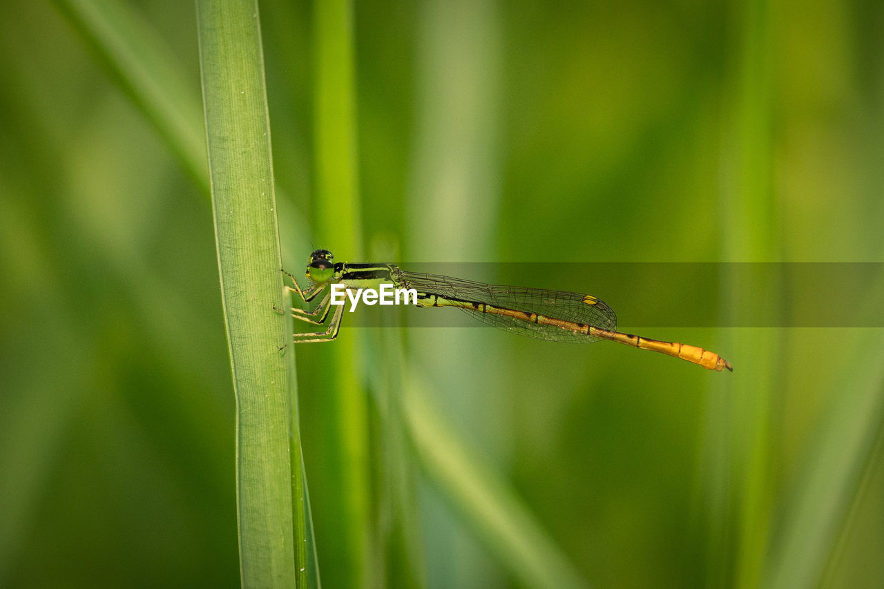 CLOSE-UP OF DRAGONFLY ON A GRASS