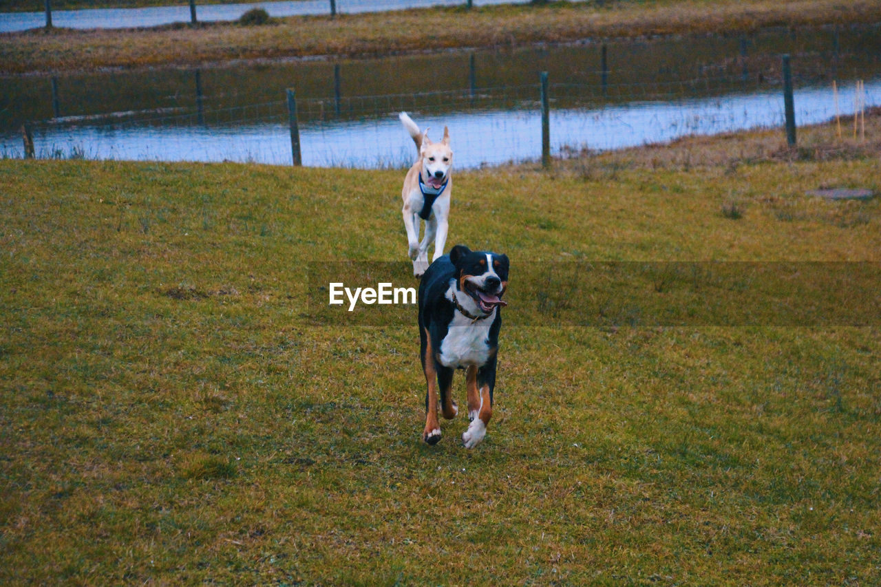 DOG RUNNING IN FIELD