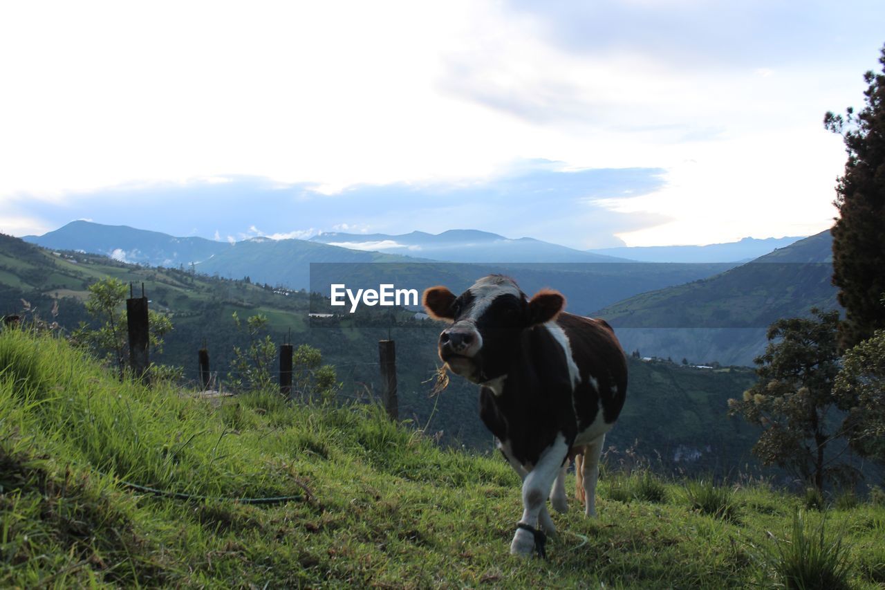 COWS ON FIELD AGAINST MOUNTAINS