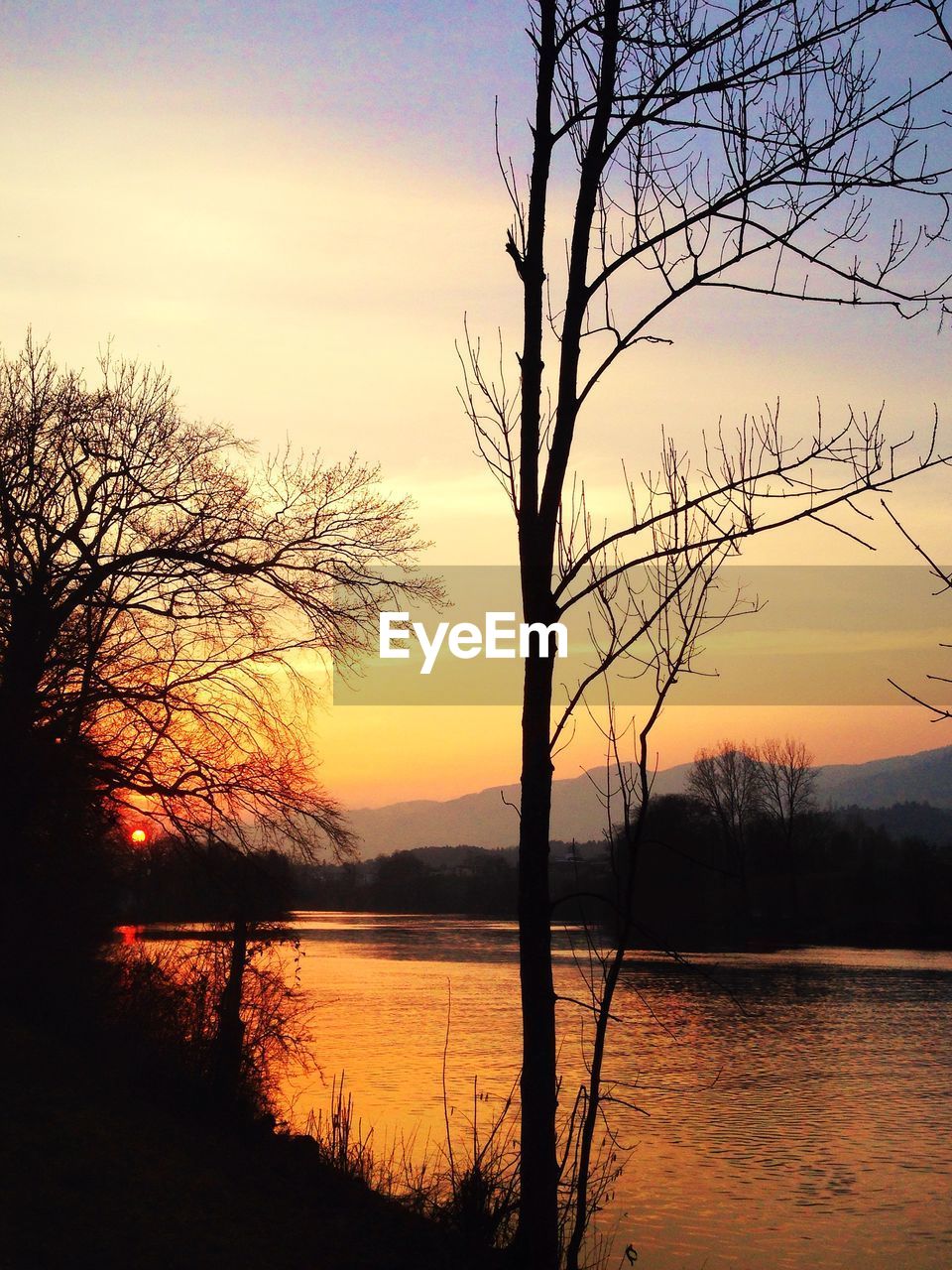 SILHOUETTE OF TREE AT SUNSET