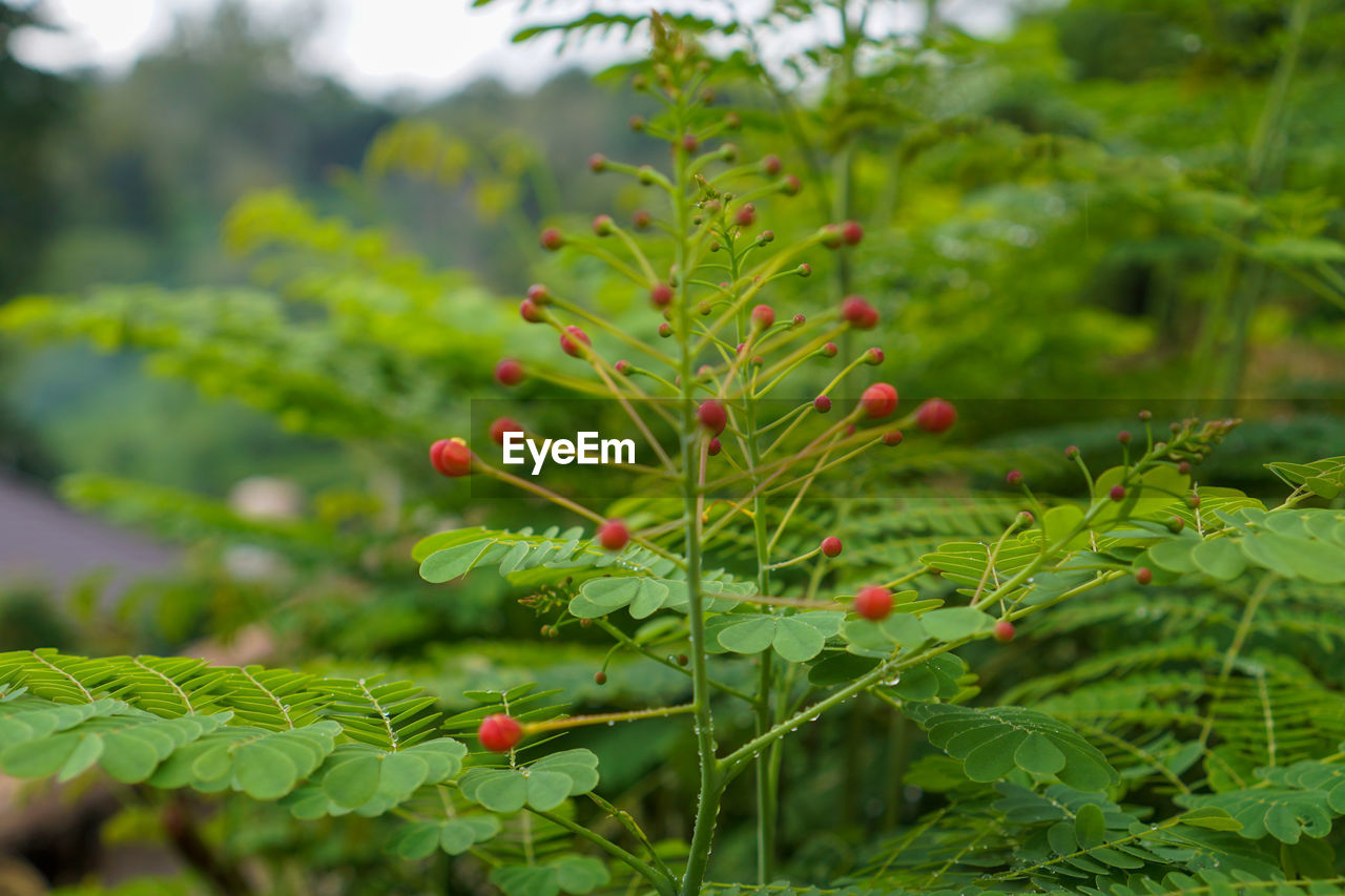 CLOSE-UP OF RED BERRIES ON PLANT