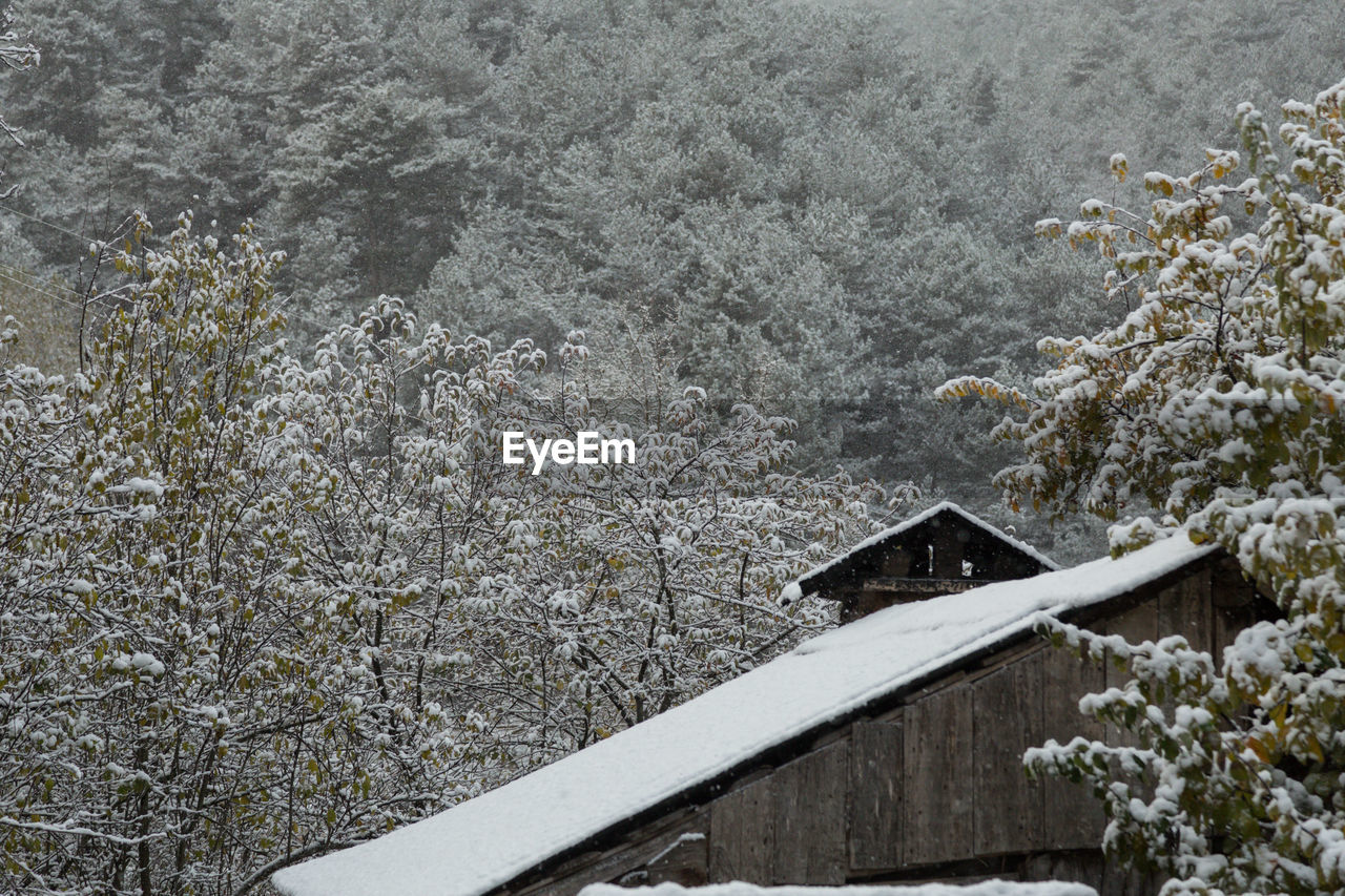 View of plants and trees during winter