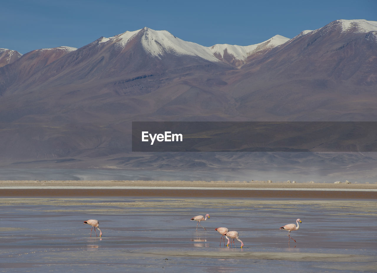 Flamingos in the antofagasta region in chile