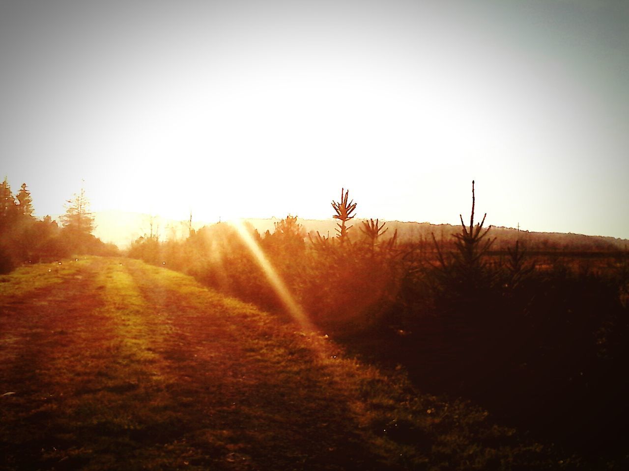 TRANQUIL SCENE OF LANDSCAPE AT SUNSET