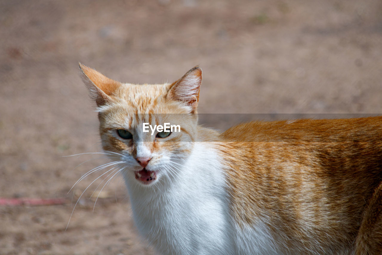 animal, animal themes, mammal, one animal, cat, pet, whiskers, domestic animals, feline, domestic cat, small to medium-sized cats, wild cat, animal body part, portrait, no people, close-up, felidae, looking at camera, animal hair, carnivore, facial expression, outdoors, mouth open