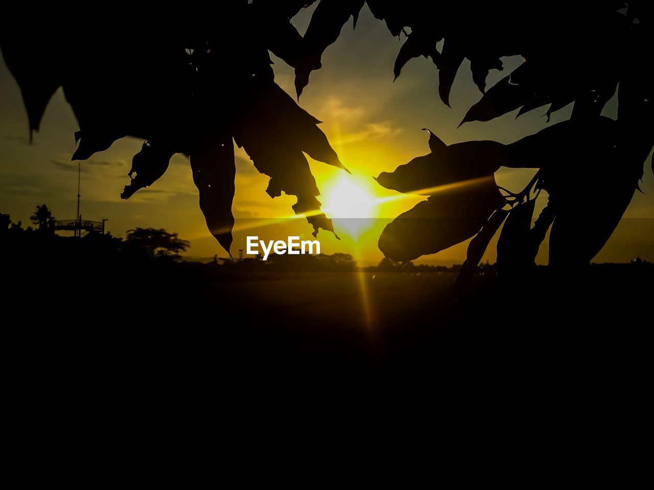 SILHOUETTE TREES AGAINST ORANGE SKY