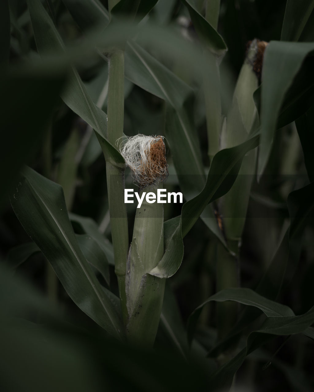 Close-up of corn stalk