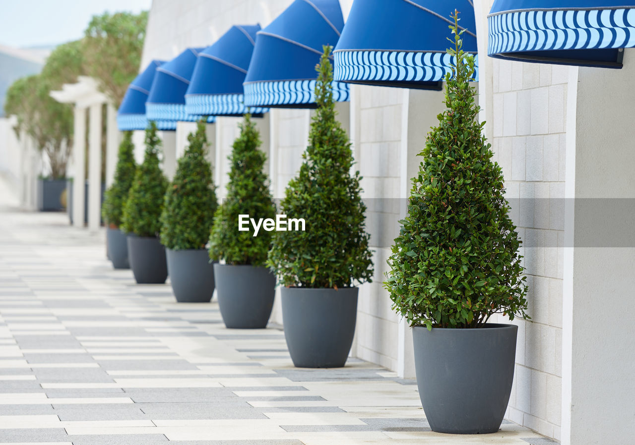 Trimmed laurel bushes in pots against the wall for exterior decoration