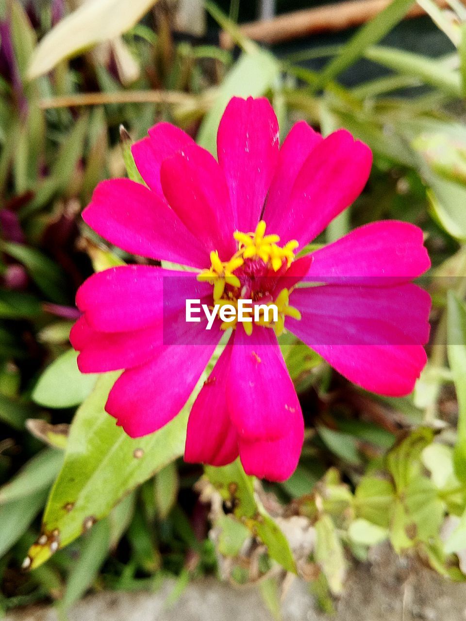CLOSE-UP OF PINK FLOWER BLOOMING IN PARK