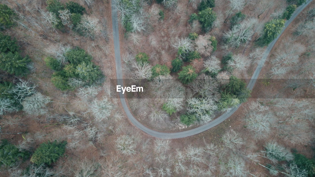 HIGH ANGLE VIEW OF TREES GROWING IN FIELD