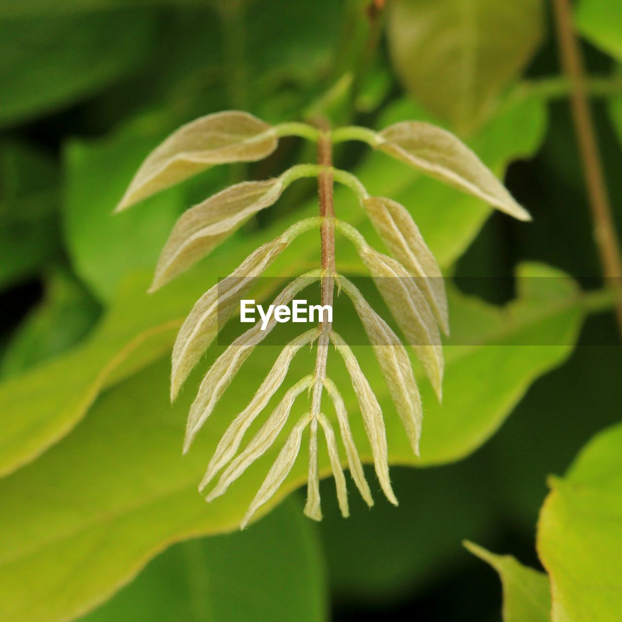 CLOSE-UP OF FRESH GREEN LEAVES