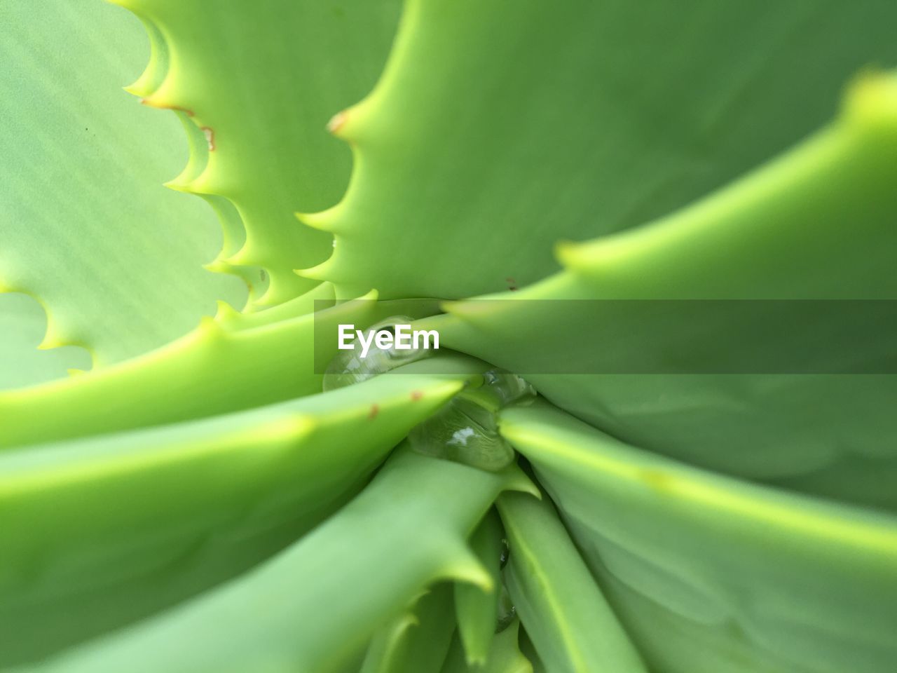 Full frame shot of aloe vera plant