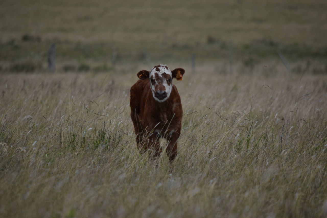 COW STANDING ON FIELD