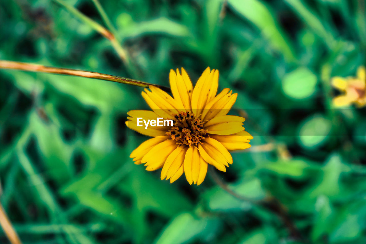 Close-up of yellow flower