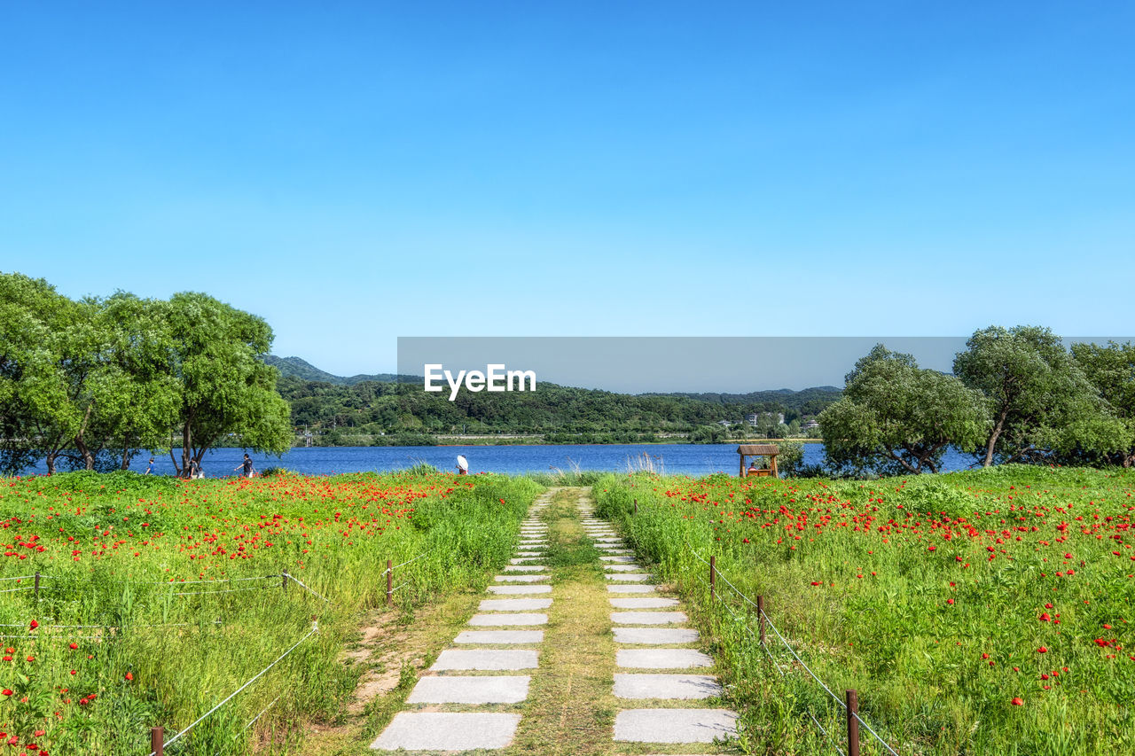 plant, sky, nature, water, beauty in nature, tree, tranquility, footpath, scenics - nature, blue, the way forward, clear sky, no people, land, tranquil scene, grass, flower, landscape, day, rural area, meadow, environment, growth, green, outdoors, diminishing perspective, travel destinations, lake, transportation, non-urban scene, sunny, rural scene, field, idyllic, walkway, road, travel, sunlight, hill, agriculture, natural environment