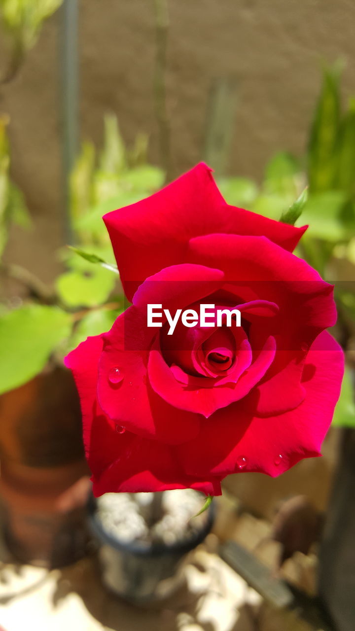 Close-up of red rose blooming in back yard