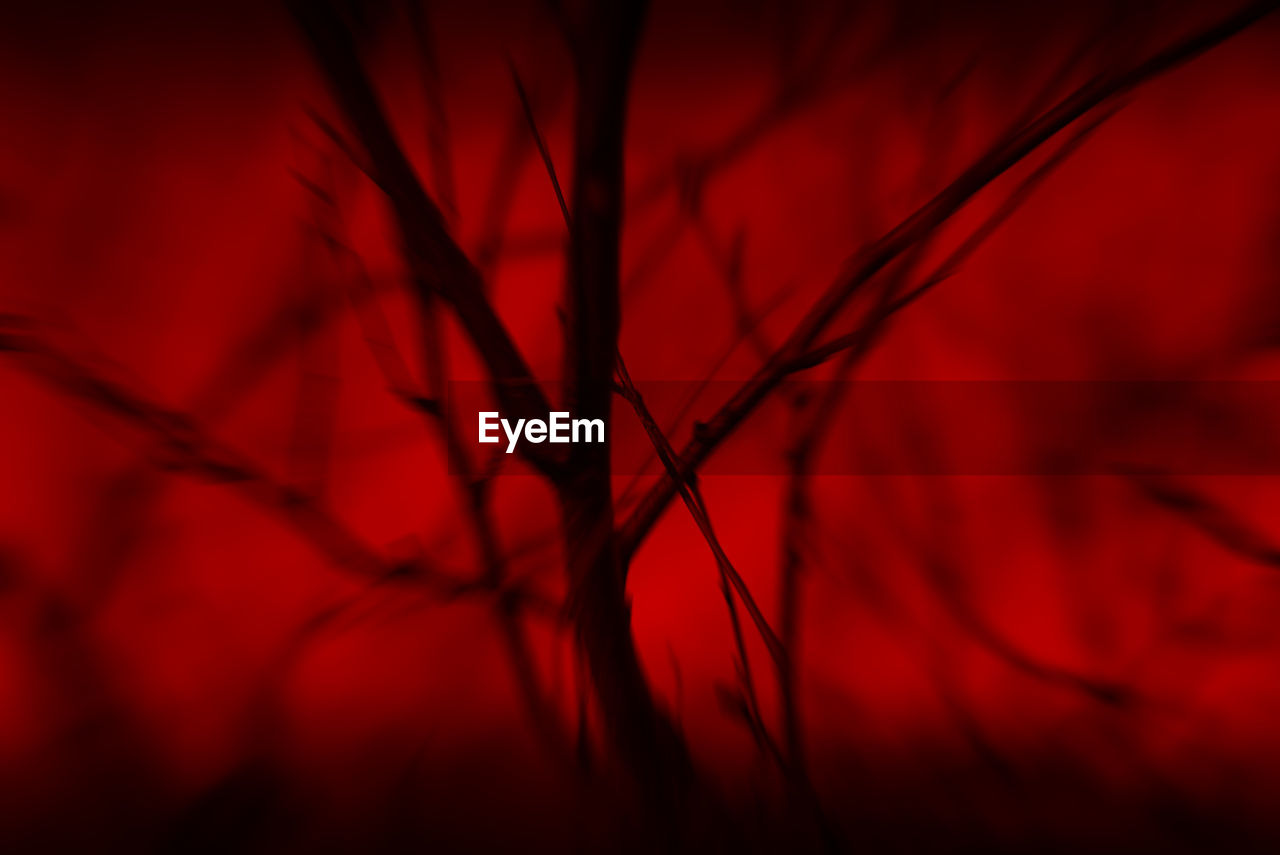 CLOSE UP OF RED LEAVES