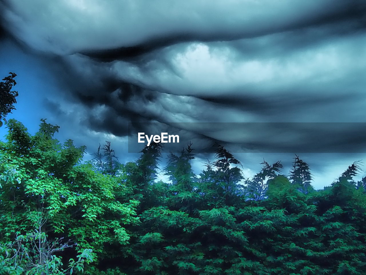 PLANTS AND TREES AGAINST CLOUDY SKY