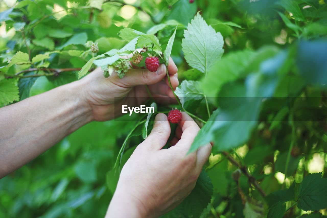 Cropped image of hand picking berries