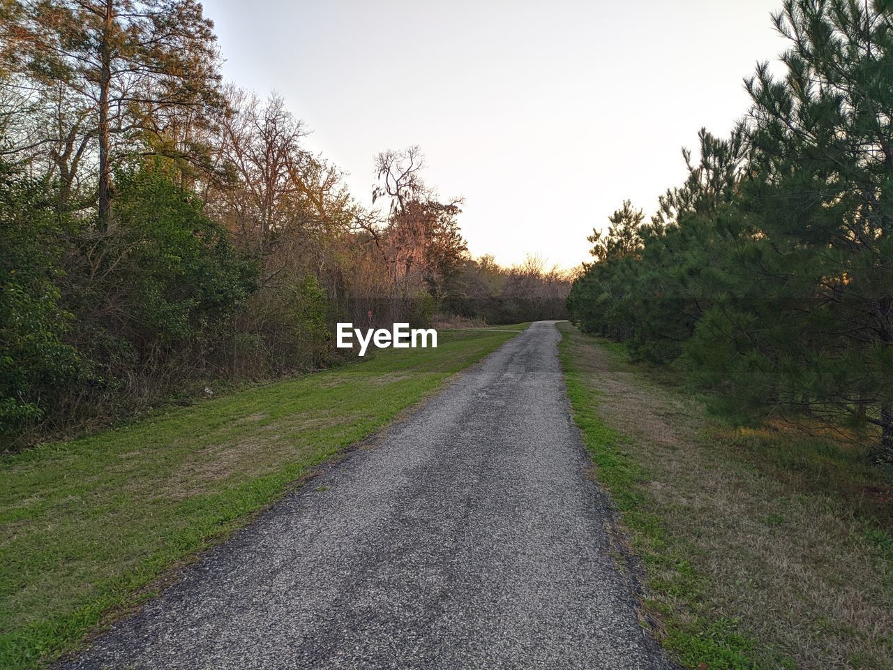 Road amidst trees against clear sky