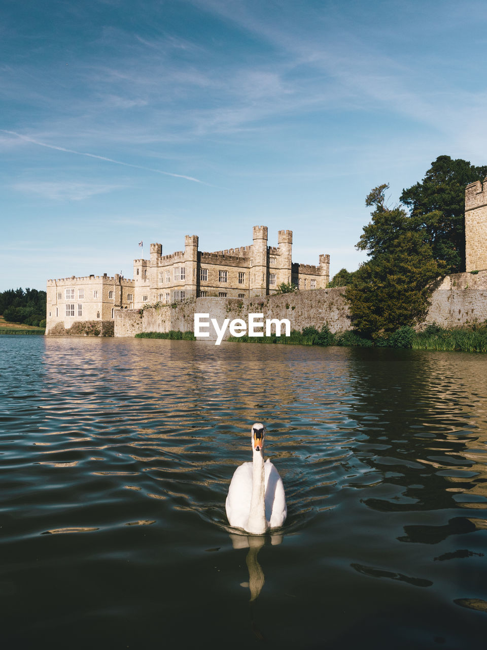 Close-up of swan swimming in lake against castle