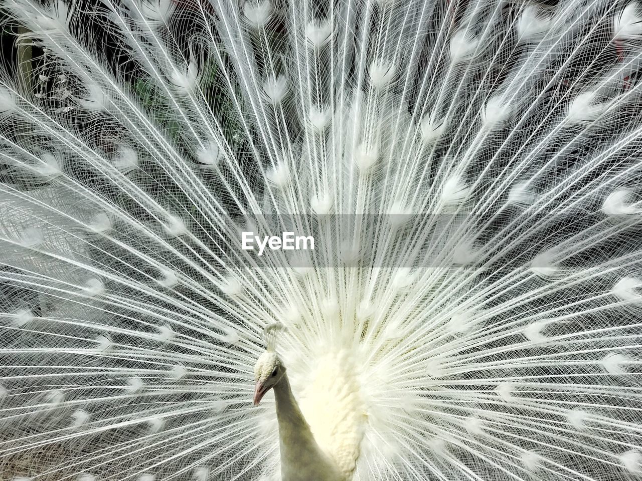 CLOSE-UP OF PEACOCK FEATHERS