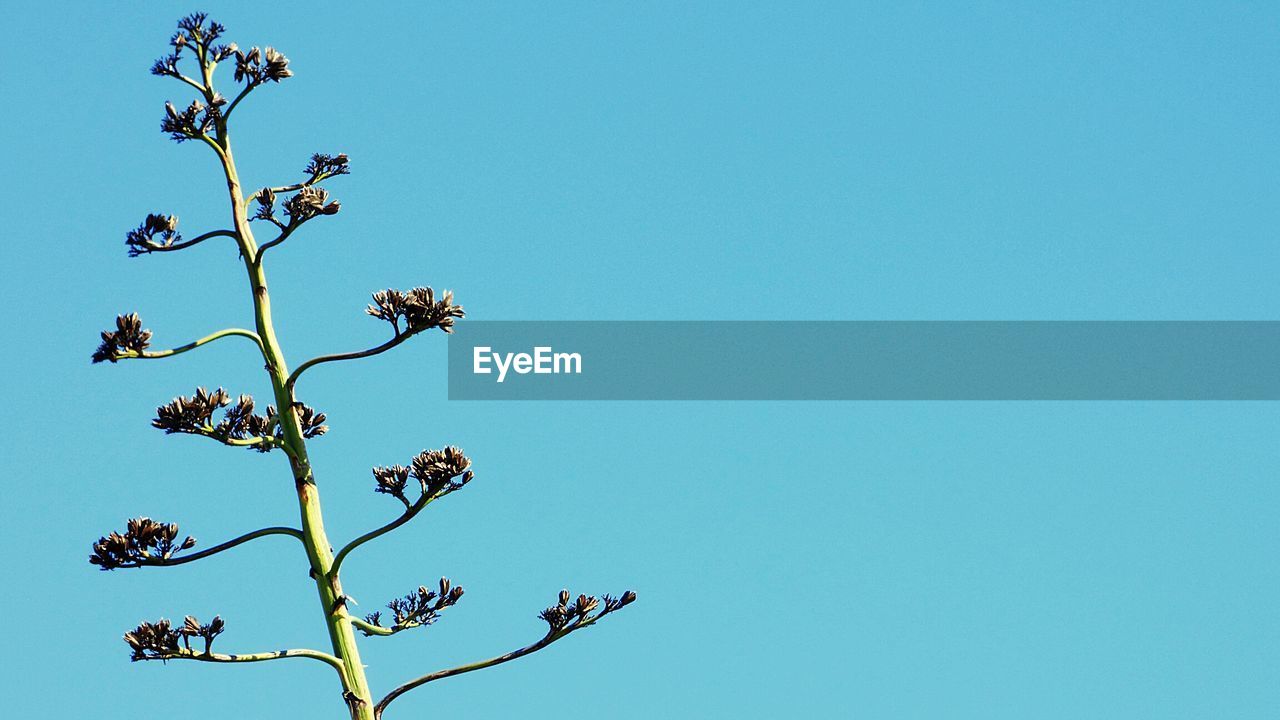 Low angle view of plant against clear sky on sunny day