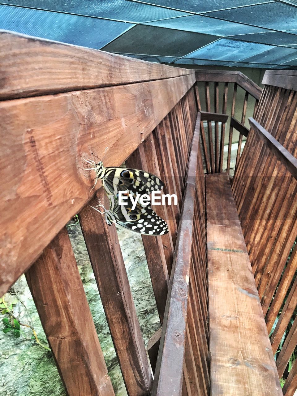 CLOSE-UP OF CAT ON WOOD