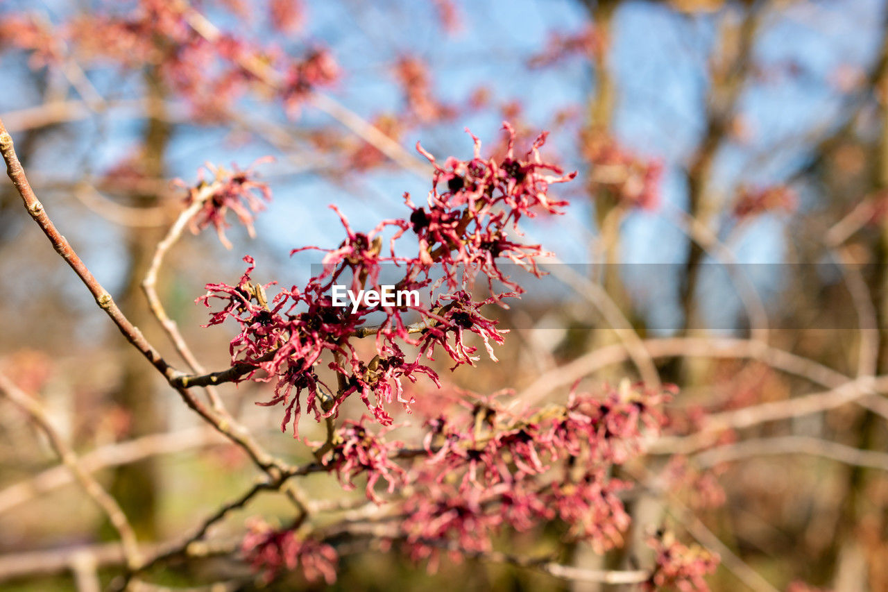 plant, tree, beauty in nature, autumn, nature, branch, leaf, flower, blossom, spring, flowering plant, freshness, no people, growth, fruit, springtime, pink, plant part, outdoors, fragility, red, focus on foreground, food and drink, food, close-up, sky, tranquility, day, macro photography, landscape, environment, selective focus, scenics - nature, sunlight, shrub, cherry blossom