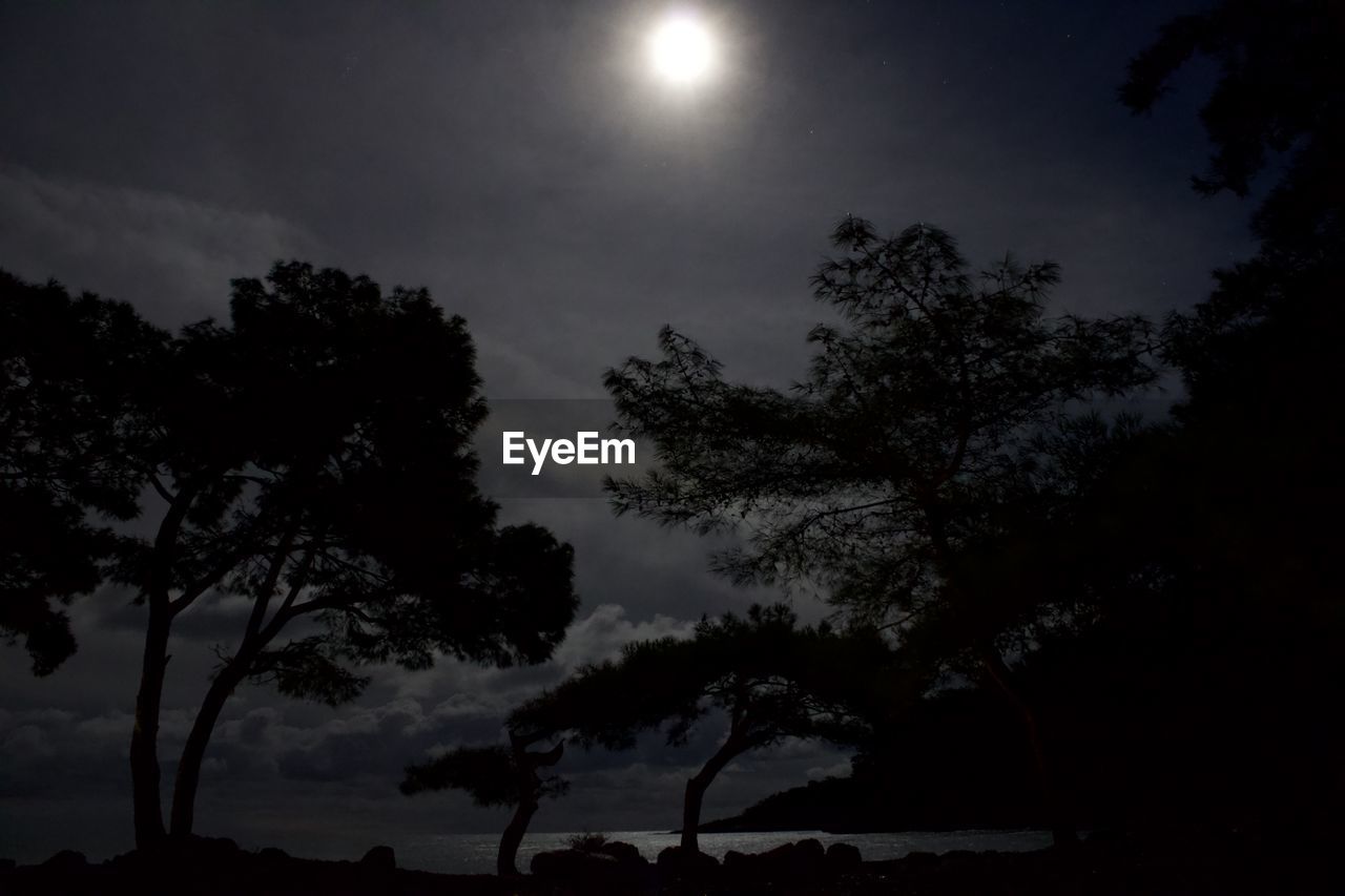 LOW ANGLE VIEW OF SILHOUETTE TREE AGAINST SKY