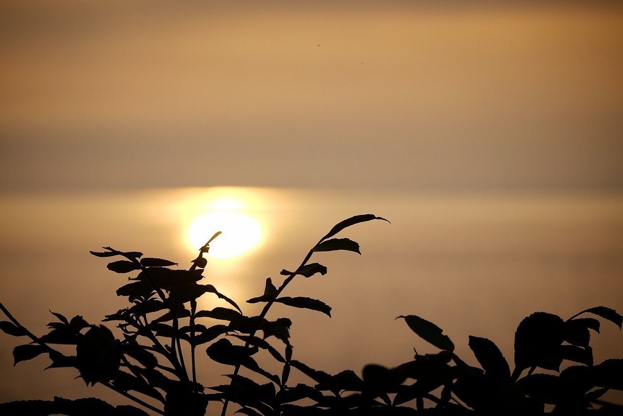 CLOSE-UP OF PLANTS AT SUNSET