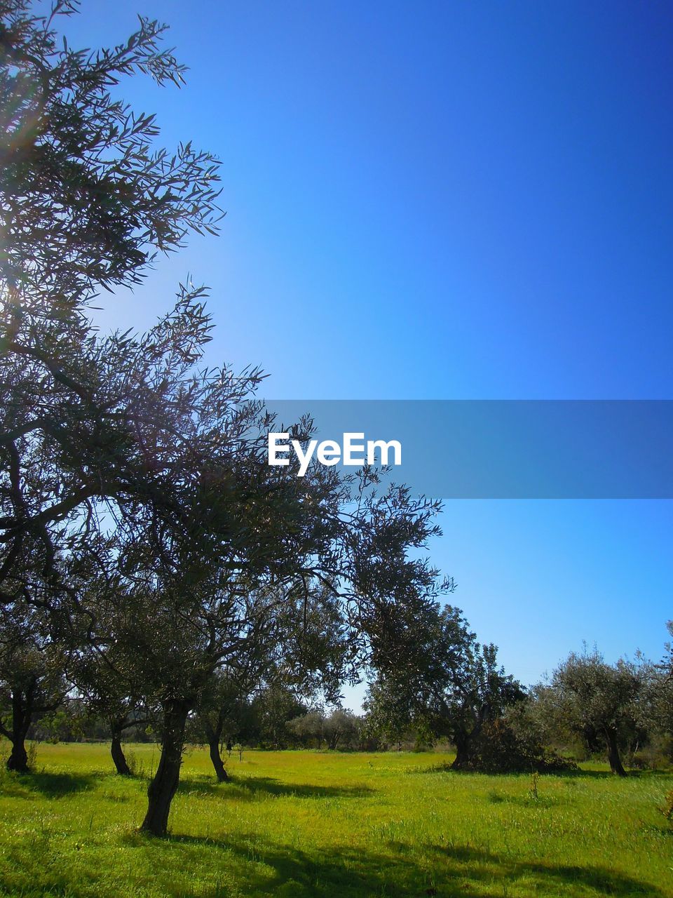 TREES ON GRASSY FIELD AGAINST BLUE SKY