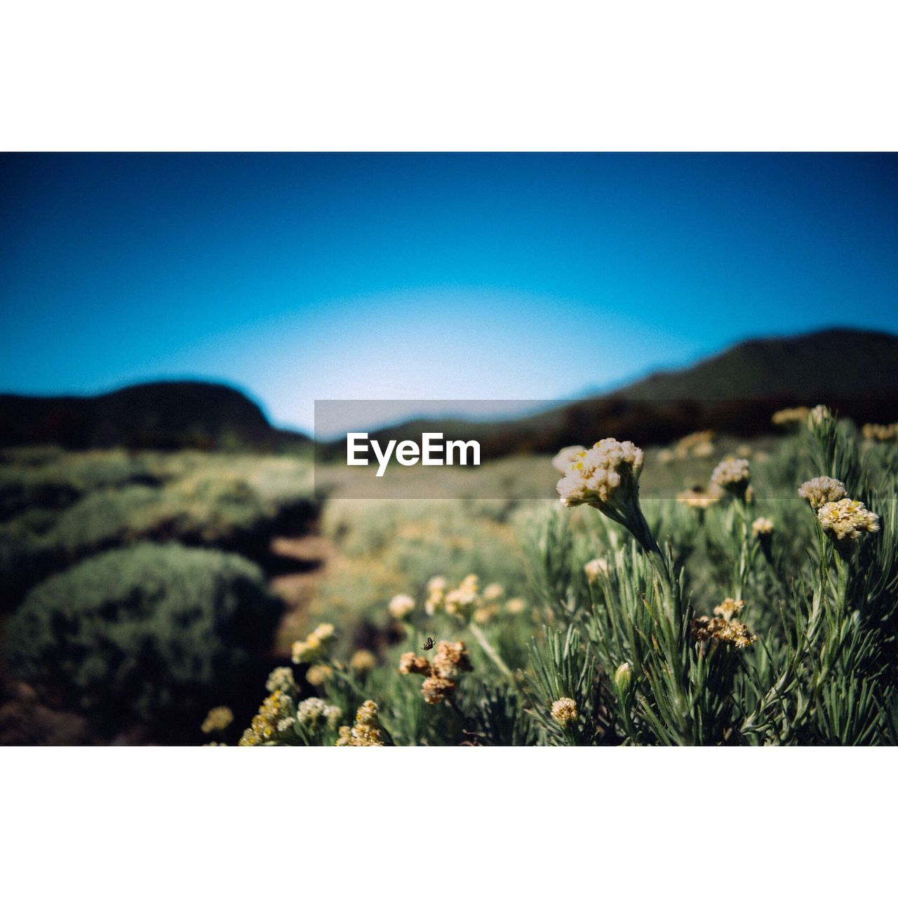 PLANTS GROWING ON FIELD AGAINST SKY