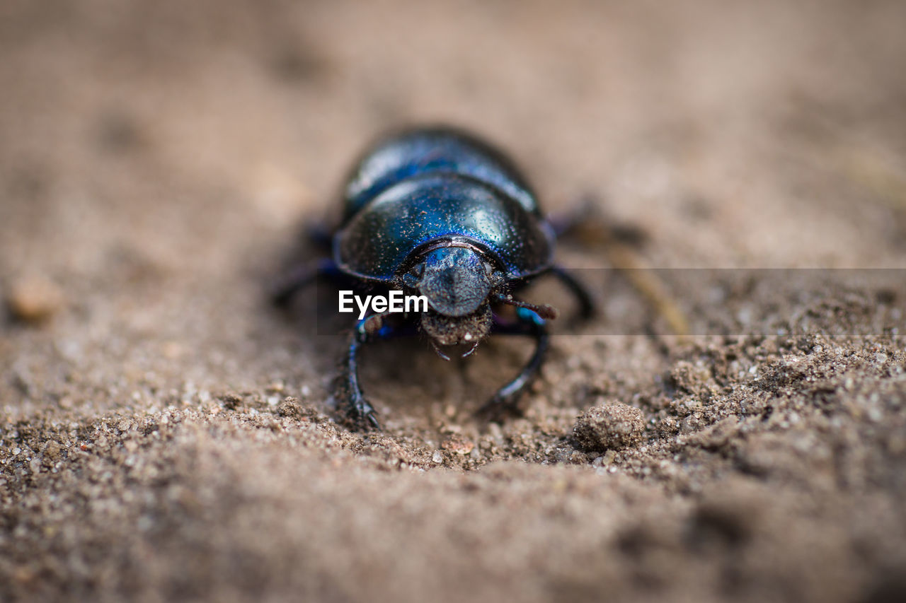 CLOSE-UP OF INSECT ON THE LAND