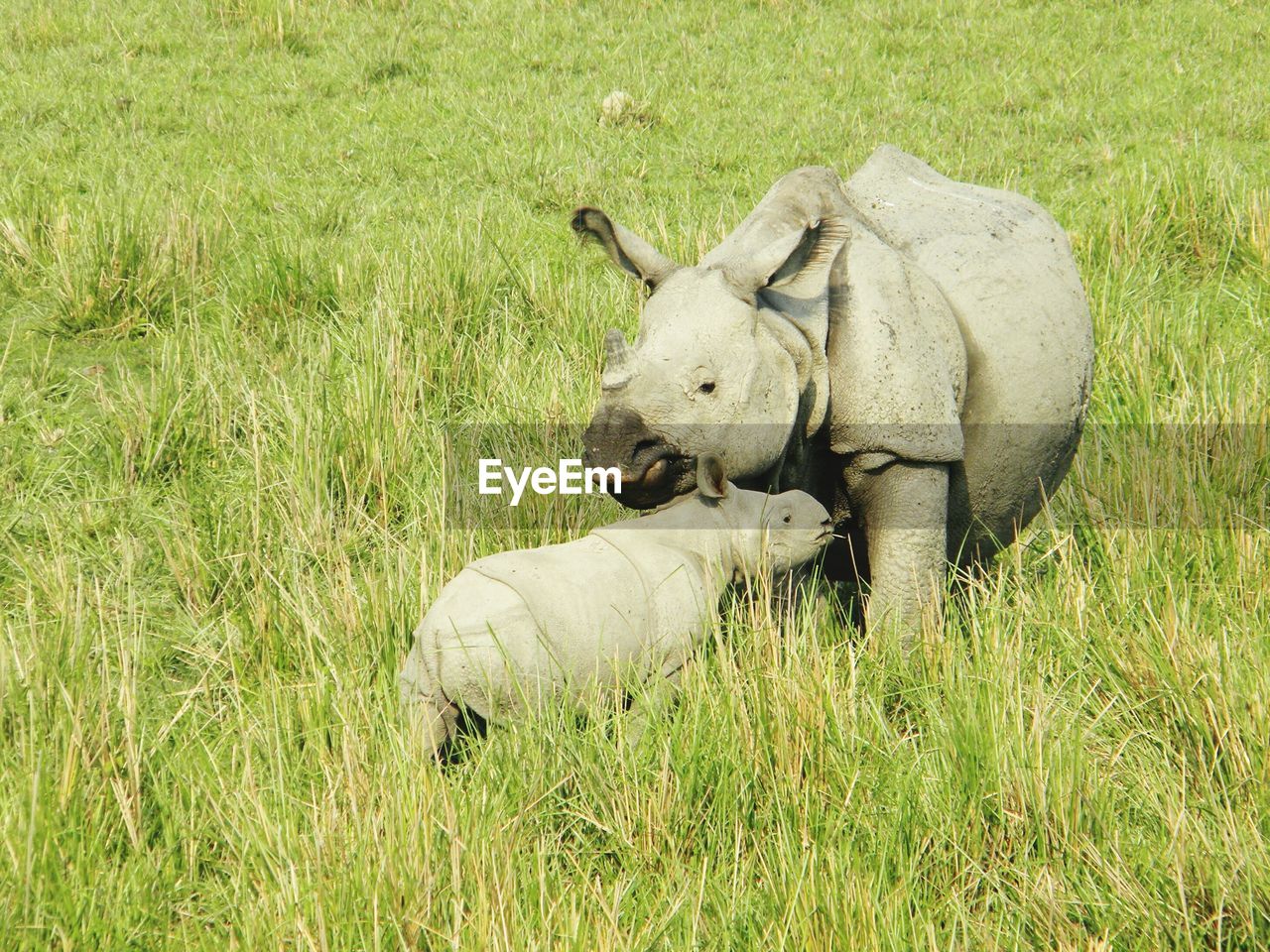 Rhinoceros with calf on grassy field