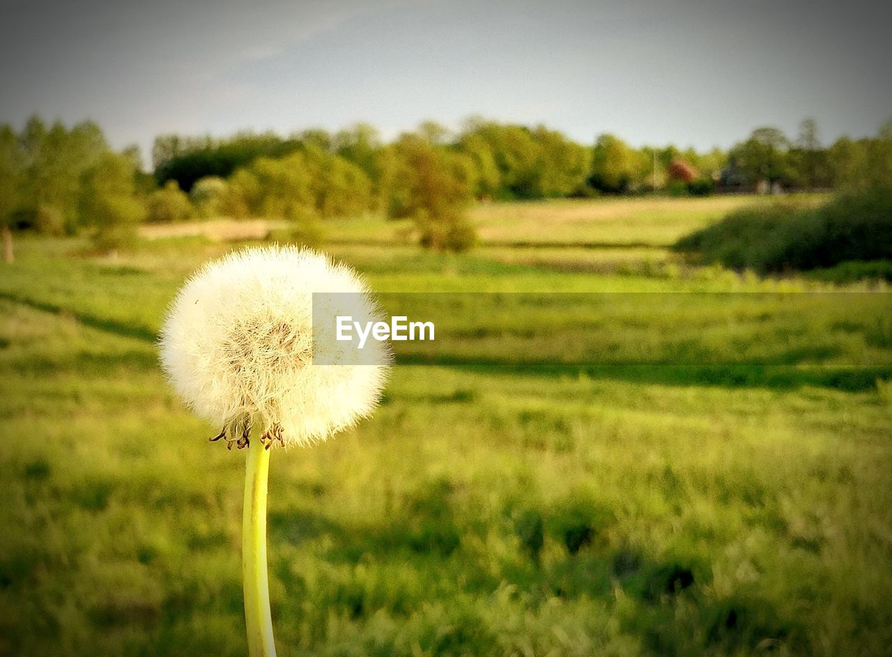 CLOSE-UP OF DANDELION FLOWER GROWING ON FIELD