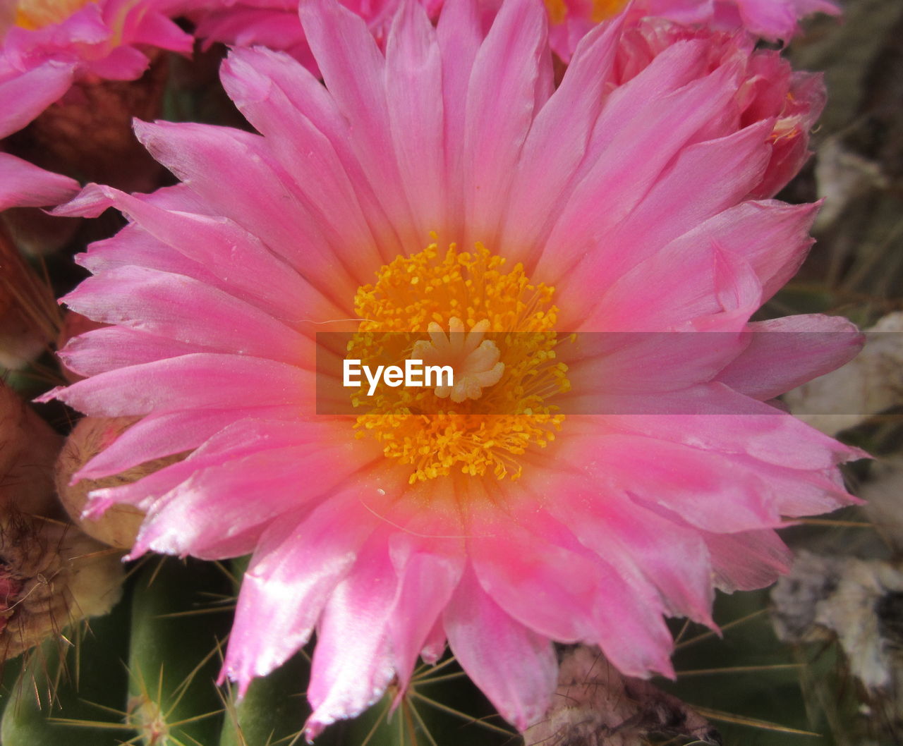 flower, flowering plant, plant, beauty in nature, freshness, petal, pink, flower head, close-up, cactus, fragility, growth, inflorescence, nature, pollen, no people, outdoors, focus on foreground, day, springtime, blossom