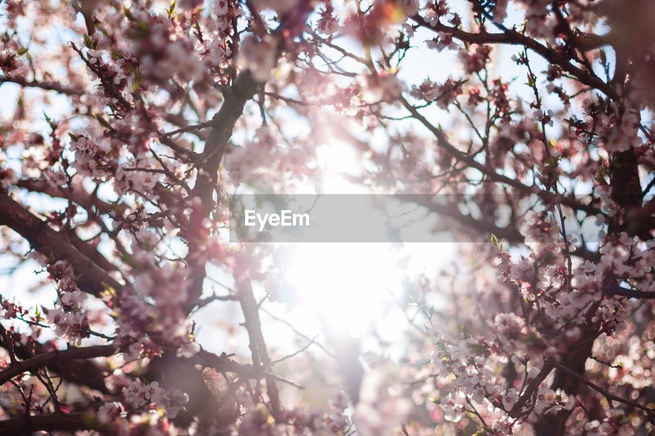 Low angle view of cherry blossoms